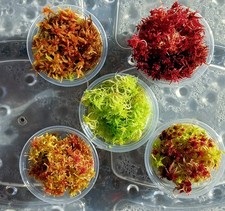 Ensemble de 5 couleurs mousse