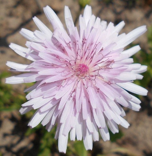 Graines crepide rose - graines,