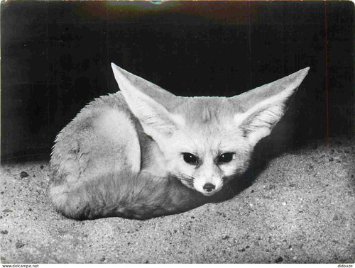 Carte postale animaux - postale,