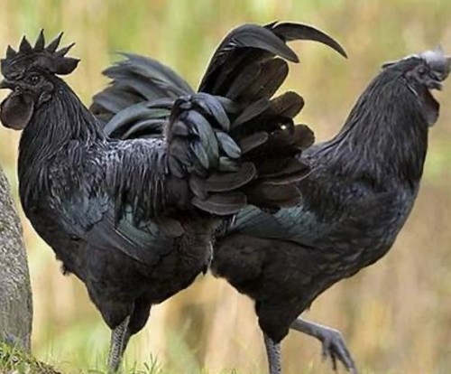 Purebred ayam cemani - 6,
