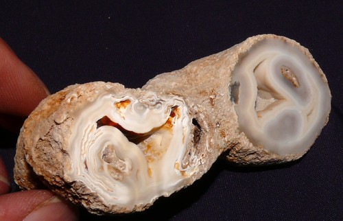 Embout corail fossilisé - de,