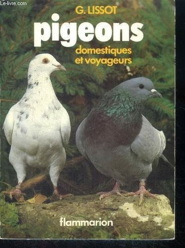 Pigeons domestiques - , et