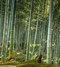 25 Graines - Bambou Géant