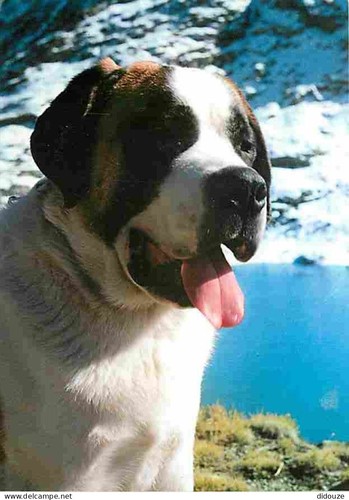 Carte postale animaux - carte,