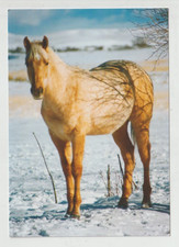 COMMANDING - PALOMINO Quarter