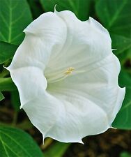 100+ Angle's Trumpet, Datura White Moon Flower, Texas Seeds, GREAT germination!