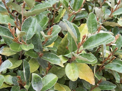 Boutures bio eleagnus - , chalef