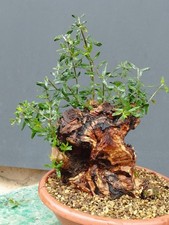 Bonsaï olivier 33 x 17 cm en