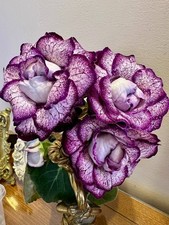 Gloxinia hybride, variété