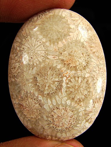 Coquillage fossile - coquillage,