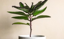 Kalanchoë de Houghtonii lot