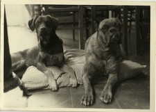 ANTIQUE PHOTO - VINTAGE SNAPSHOT - ANIMAL DOG FUNNY CUSHION - DOG