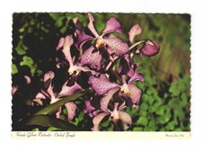 Vanda Gilbert Triboulet - Orchid Jungle - Homestead FL Vintage Postcard Unp