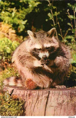 Postcard animals raccoon - postcard,