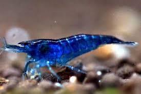 Crevette blue velvet - blue,