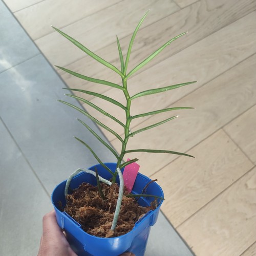 Orchidée renanthera - orchidée,
