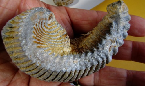 Grand fossile huître 130 - grand, @