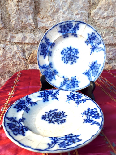 Assiettes actinie b - assiettes,