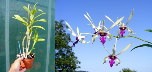 Dendrobium lili marlene - dendrobium,