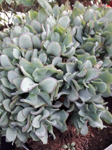 Echeverie echeveria - echeverie,