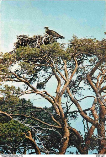 Carte postale animaux - animaux,