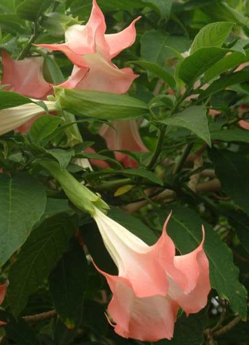 Brugmansia insignis - brugmansia,