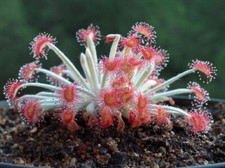 DROSERA ORDENSIS - 10 graines