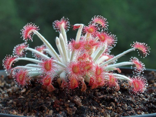 Drosera ordensis 10 - 10, graines