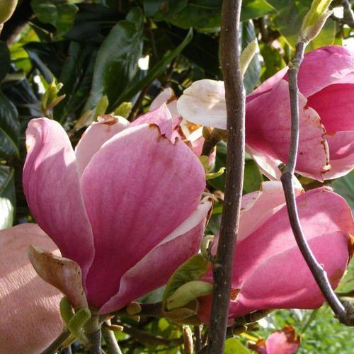 Magnolia soulangeana lennei - magnolia,