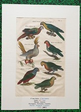  XVII ème - Jonston & Merian