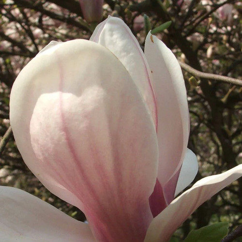 Magnolia soulangeana picture - magnolia,