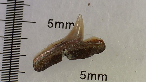 Shark tooth dent - dent, requin