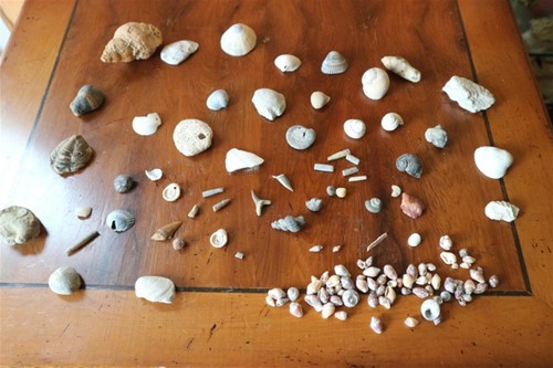 Lot fossiles pierres - fossiles,