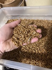 Vers de farine vivants, 170gr, qualité biologique,  Français