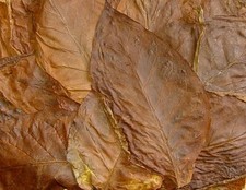 BULK TOBACCO SEEDS * 1000 + * GROW YOUR OWN & SAVE BIG * CHEWING * MILD * 