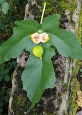 Ficus carica 'Lusignan' / Figuier jaune / Conteneur de 0.5 à 0.9 litres / Fru...