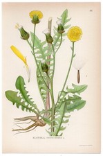 1922 Rough Hawksbeard, Lindman Antique Botanical Print, Crepis Biennis