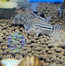 Julii Cory (Corydoras julii)-Fast Shipping-We combine shipping!!