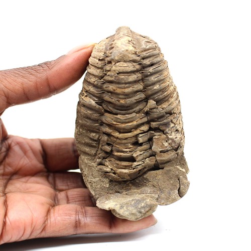 Trilobite fossile 140gr 85mm