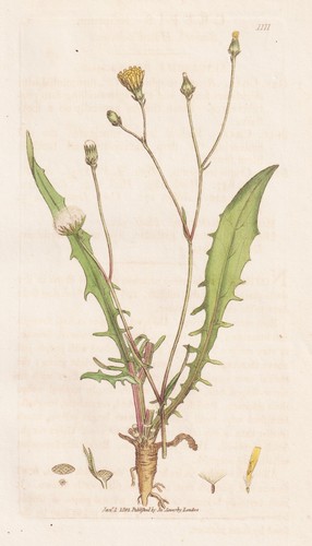 Crepis tectorum dach - crepis, dach-pippau
