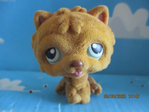 Petshop chien chow - chow,