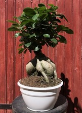 BONSAÏ FICUS GINSENG 10ANS