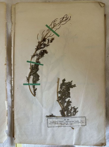 Herbier phanerogamen - phanerogamen,