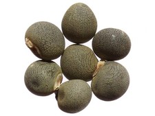 Gombo Clemson Spineless Bio -