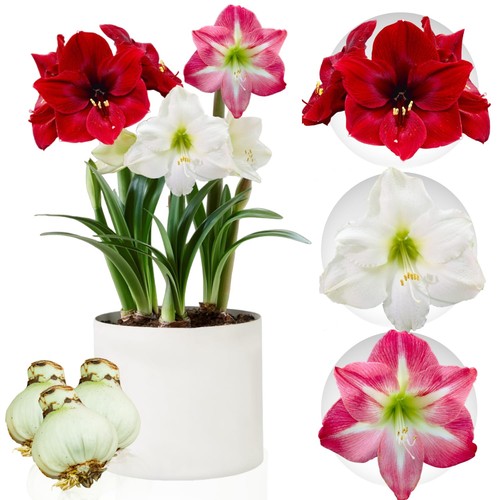 Hippeastrum amaryllis bulbe - hippeastrum,
