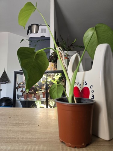 Plante monstera deliciosa - monstera,
