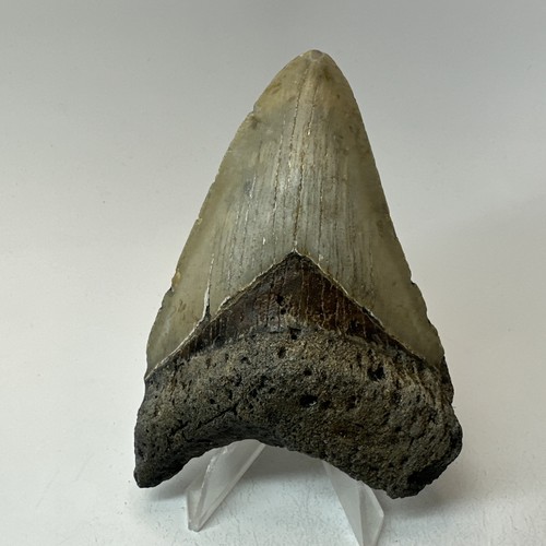 Megalodon shark tooth - shark,