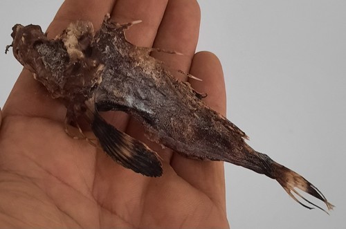 Curiosité taxidermie - curiosité, ,