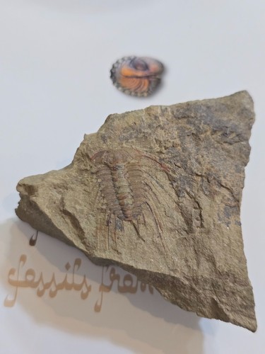 Selenopeltis trilobite - selenopeltis,