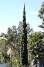 12 graines de CYPRES D'